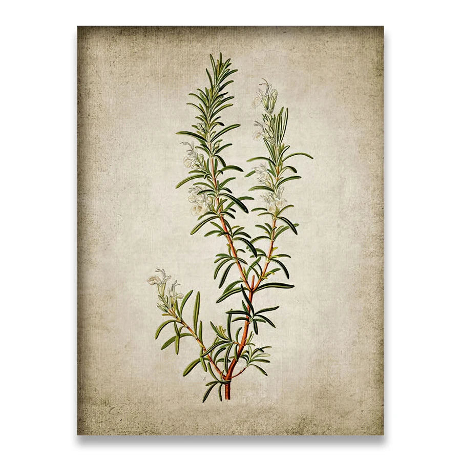 Affiche fleurs vintage